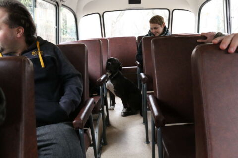 Robur Tours, buszbérlés, buszkölcsönzés, személyszállítás, esküvői kocsi, esküvői busz, legénybúcsú, leánybúcsú, csapatépítő tréning, városnézés, személyszállítás, programszervezés, partyszervezés, szülinapi buli